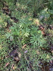 Ligularia japonica
