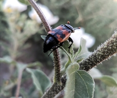 Nicrophorus investigator