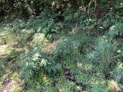 Ligularia japonica
