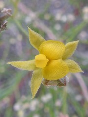 Jacksonia stackhousei