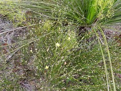 Jacksonia stackhousei