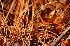 Thamnophis cyrtopsis collaris
