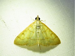 Helvibotys helvialis