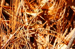 Thamnophis cyrtopsis collaris