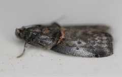 Acrobasis caryae