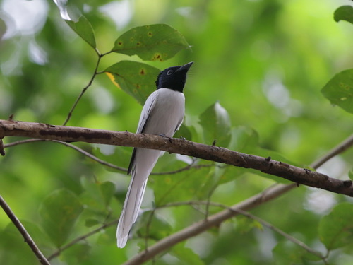 Amur Paradise Flycatcher (Terpsiphone incei), photo 4