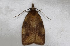 Cenopis eulongicosta