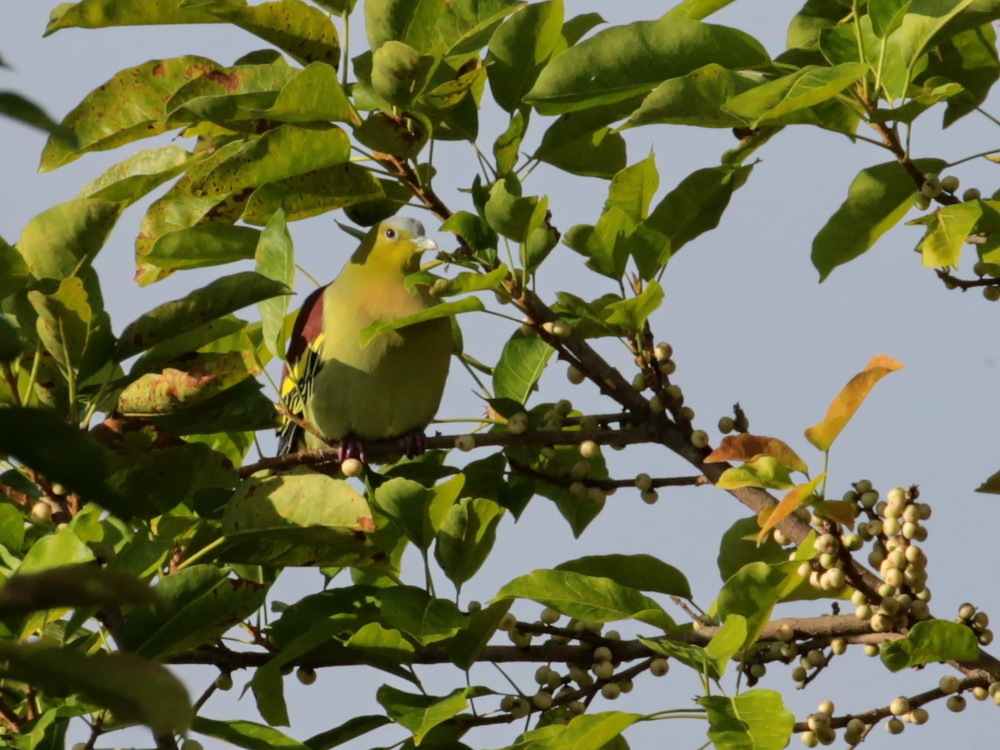 Ashy-headed Green Pigeon