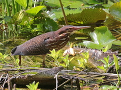 Ixobrychus flavicollis