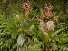 Miconia rhodopetala