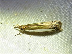 Crambus leachellus