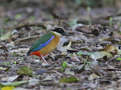 Pitta moluccensis