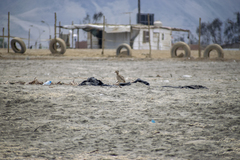 Burhinus superciliaris