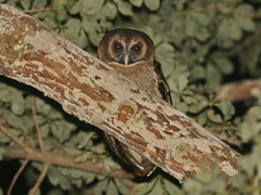Strix leptogrammica