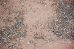 Uta stansburiana uniformis
