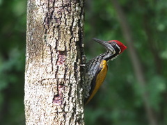 Chrysocolaptes guttacristatus
