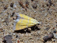 Xanthophysa psychicalis