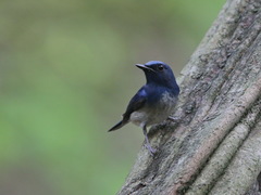 Cyornis hainanus