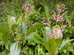 Miconia rhodopetala