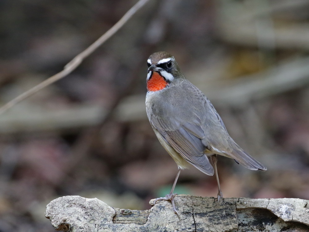 Siberian Rubythroat