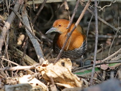 Rallina eurizonoides