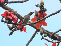 Saroglossa spilopterus