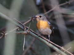 Cyornis sumatrensis