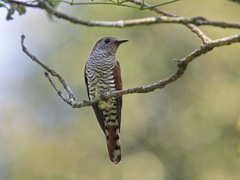 Chrysococcyx xanthorhynchus