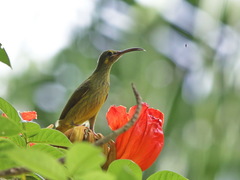 Arachnothera chrysogenys