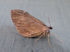Stamnoctenis pearsalli