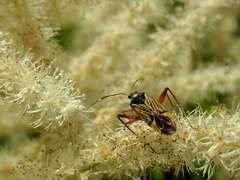 Miris striatus