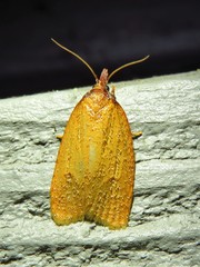 Sparganothis distincta