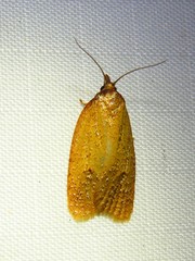 Sparganothis distincta