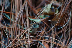 Thamnophis cyrtopsis collaris
