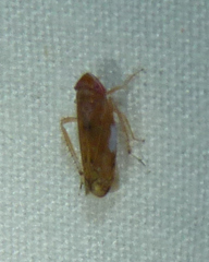 Scaphoideus luteolus