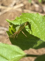 Discogastrini