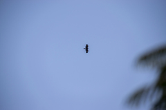 Parabuteo unicinctus