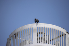 Parabuteo unicinctus