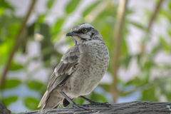 Mimus longicaudatus
