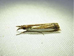 Crambus leachellus