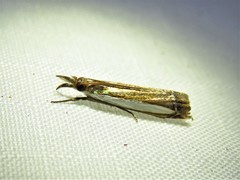 Crambus leachellus
