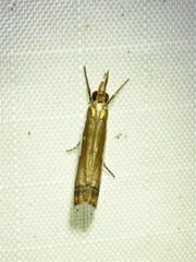 Crambus leachellus