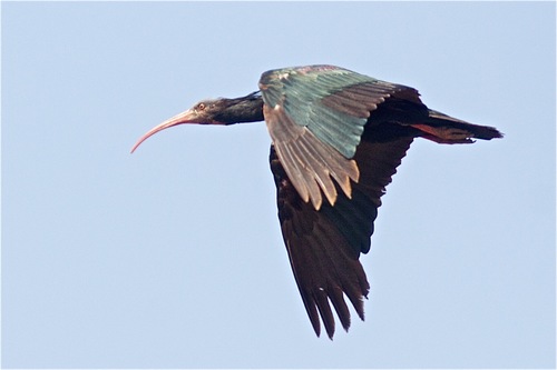 Northern Bald Ibis