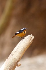 Phoenicurus moussieri