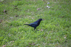 Molothrus bonariensis