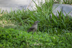 Molothrus bonariensis