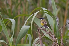 Motacilla flava iberiae