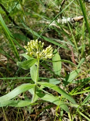 Asclepias lanuginosa
