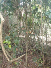 Eugenia reinwardtiana