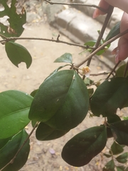 Eugenia reinwardtiana